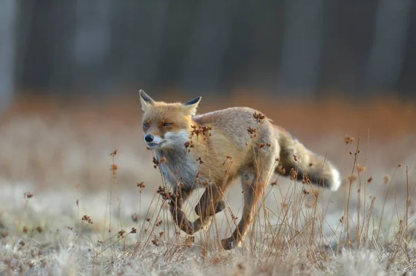 Red Fox Running Meadow Bohemian Forest Czech Republic Europe — Fotografia de Stock