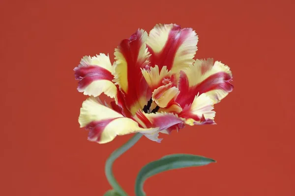 Tulip Tulipa Close View — 스톡 사진