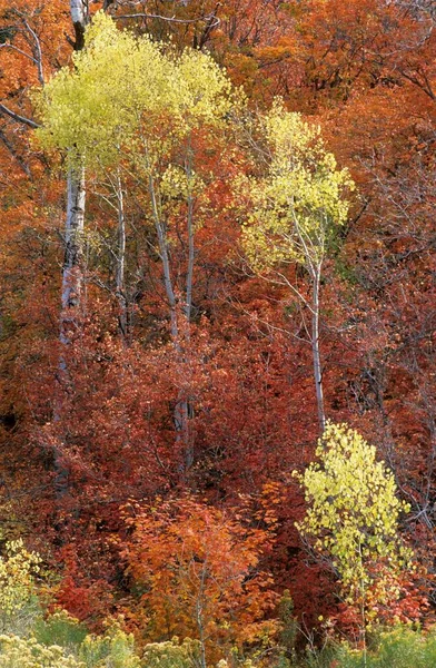 Fall Coloured Forest Wasatch Range Alpine Loop Utah Usa North — Fotografia de Stock