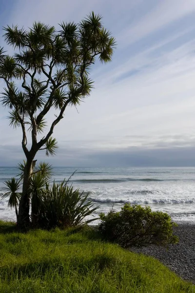 Пальма Заросшем Зеленым Пляже Западном Побережье Карамеа Южный Остров Новая — стоковое фото