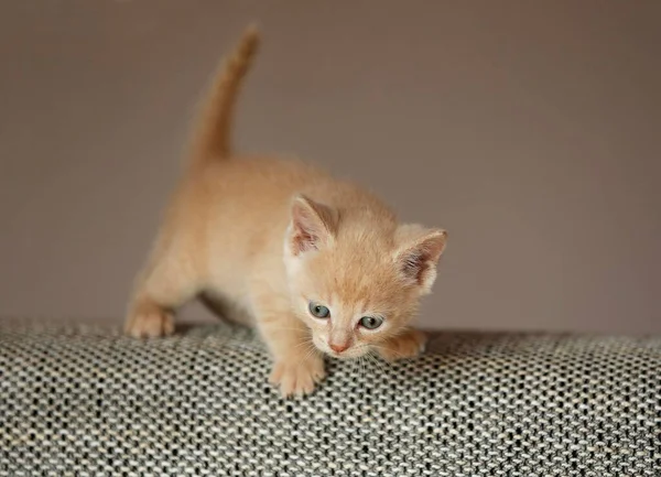 Kitten Weeks Standing Sofa — Zdjęcie stockowe
