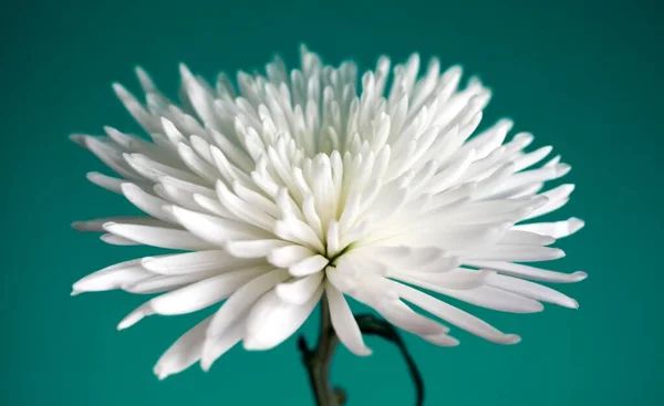 Fleur Chrysanthème Vue Rapprochée — Photo