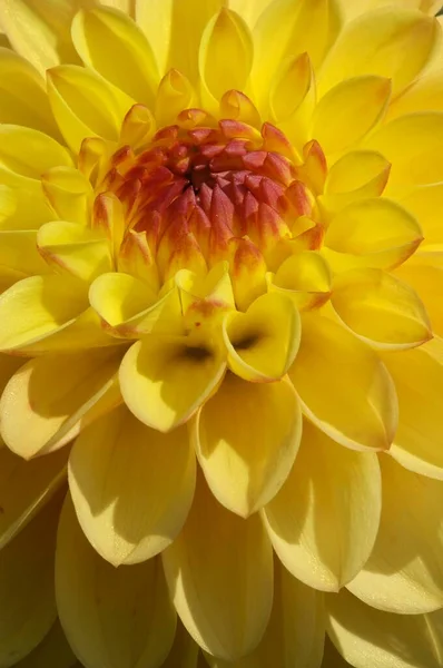 Dahlia Dahlia Hybrida Close View — Stockfoto