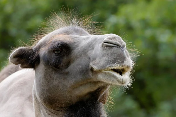 Retrato Camelo Bactriano Vista Cose — Fotografia de Stock