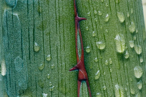 Agave Especificação Agave Agavengewaechse Agavaceae — Fotografia de Stock