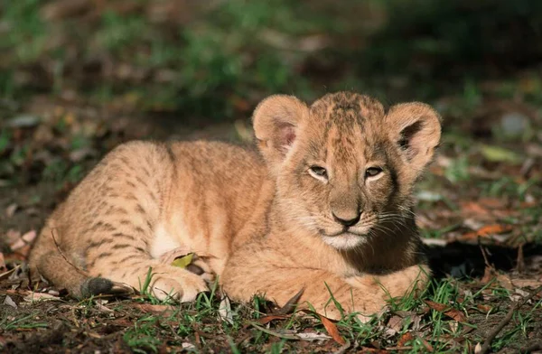 Afrikaanse Leeuw Panthera Leo Welp — Stockfoto