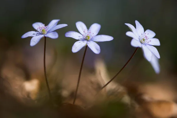 Liverwort Hepatica Nobilis North Rhine Westphalia Germany Europe — Foto Stock