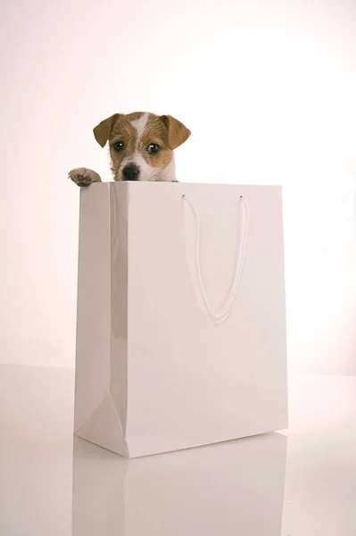 Jack Russell Terrier Che Guarda Fuori Una Borsa Della Spesa — Foto Stock
