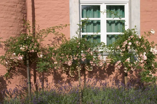 Window Roses Lavender Flowers — Stock Photo, Image