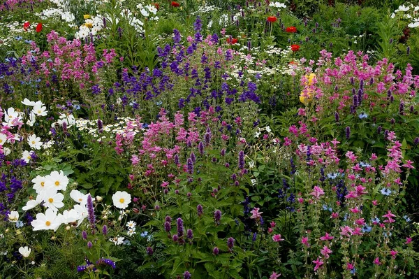 Łóżko Kwiatów Cosmea Anise Hyssop Czarny Kumin Malowany Mędrzec — Zdjęcie stockowe