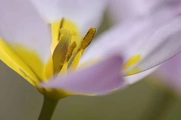 Wild Tulip Flower Detail Tulipa Kaufmanniana Hybride — Foto de Stock