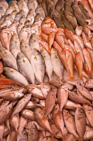 Fish Market Tripoli — Fotografia de Stock
