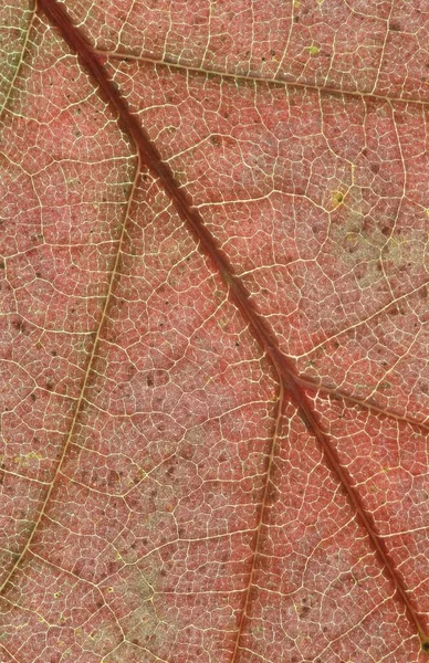 Northern Red Oak Quercus Rubra Leaf Detail Oak — Photo