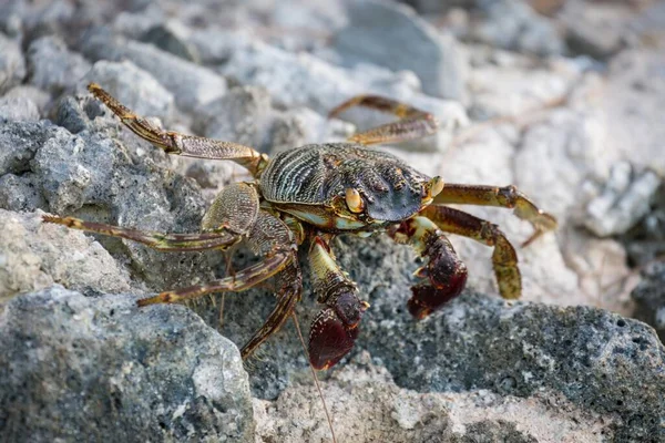 Crabe Côtier Sur Roche Île Gangehi Atoll Ari Océan Indien — Photo