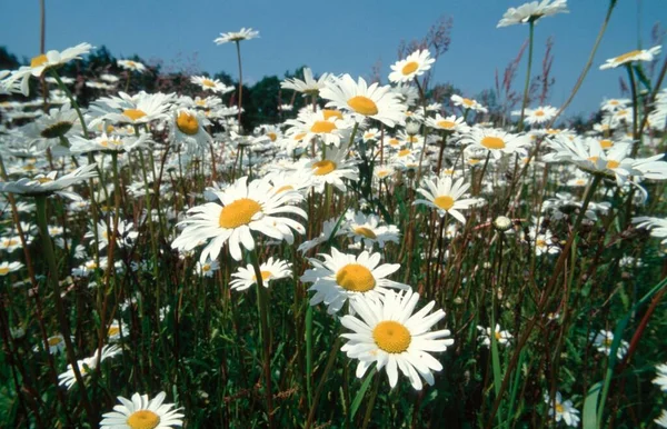 Eye Daisies Germany Chrysanthemum Leucanthemum — Stockfoto