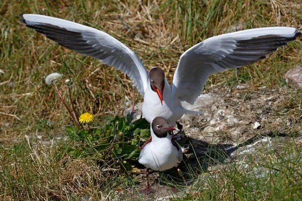 Black Headed Gulls Larus Ridibundus Mating North Frisia Schleswig Holstein — Photo