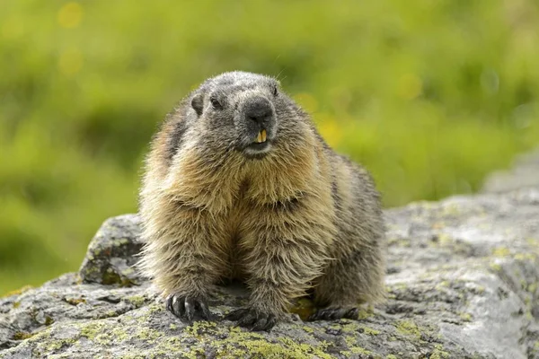 Marmota Alpina Rocha High Tauern National Park Áustria Europa — Fotografia de Stock