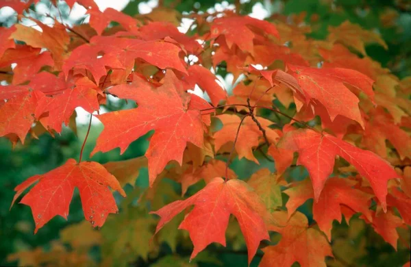 Sugar Maple leaves in autumn (Acer saccarum)