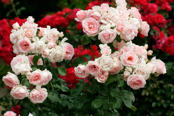 Rose Shrub Rose Flowers Close View Summer Concept — Stock Photo, Image