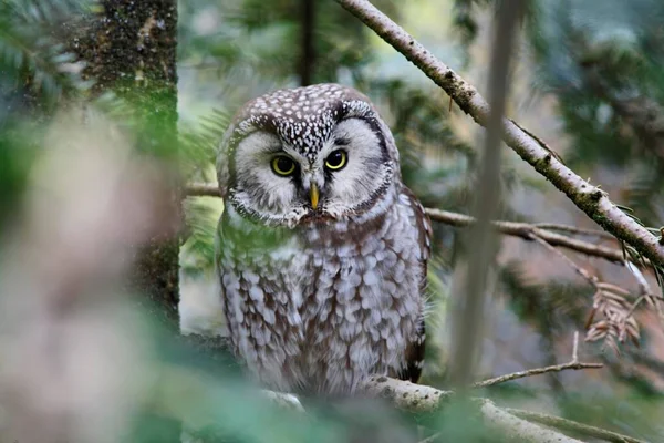 Tawny Owl Aegolius Funereus — Φωτογραφία Αρχείου