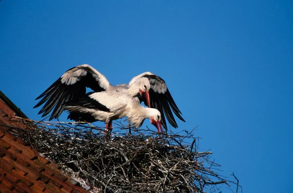 White Stork Ciconia Ciconia Nesting Salina Rheine Germany Europe — Zdjęcie stockowe