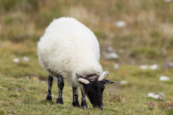 Sheep Beara Peninsula Cork Ireland Europe — Stockfoto