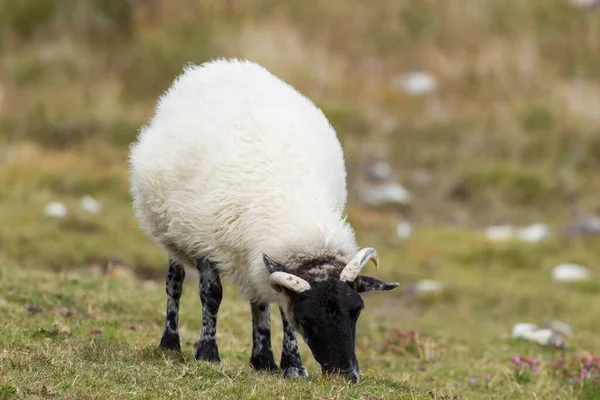 Ovejas Península Beara Cork Irlanda Europa — Foto de Stock