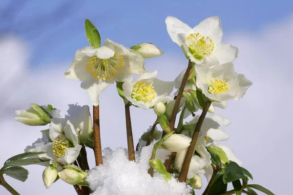 Hellebore Blumen Nahsicht Winterkonzept — Stockfoto
