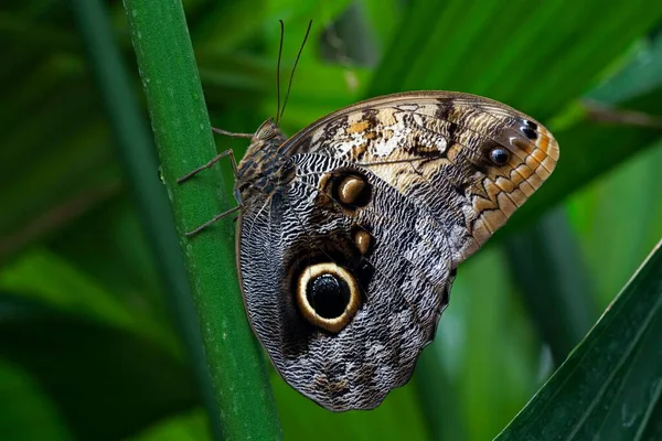 Forest Giant Owl Butterfly Caligo Eurilochus Mainau Baden Wrttemberg Germany — Φωτογραφία Αρχείου