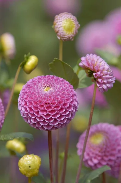 Kwiat Dahlii Widok Bliska Koncepcja Latem — Zdjęcie stockowe