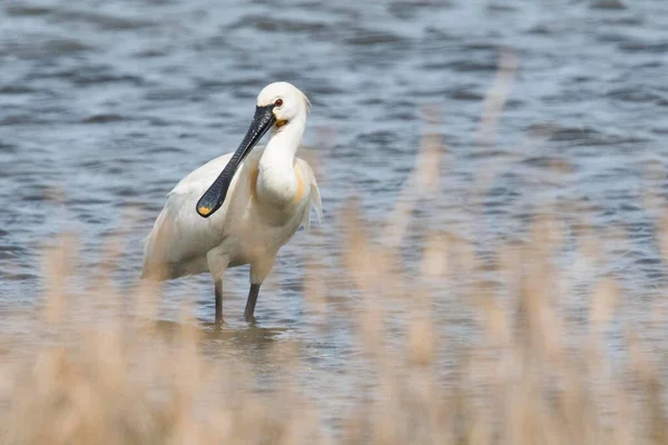 Common Spoonbill Texel North Holland Netherlands — Stockfoto