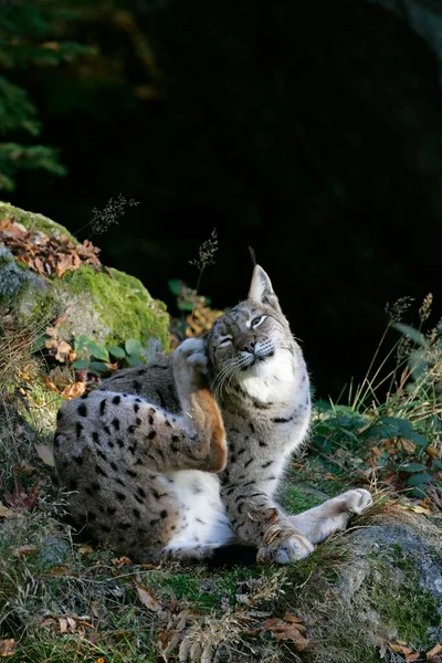 Ryś Eurazjatycki Lynx Lynx — Zdjęcie stockowe