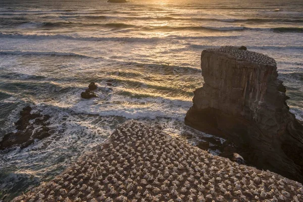 Australasian Gannet Morus Serrator Colony Rocks Sonnenunergang Muriwai Beach Auckland — 스톡 사진