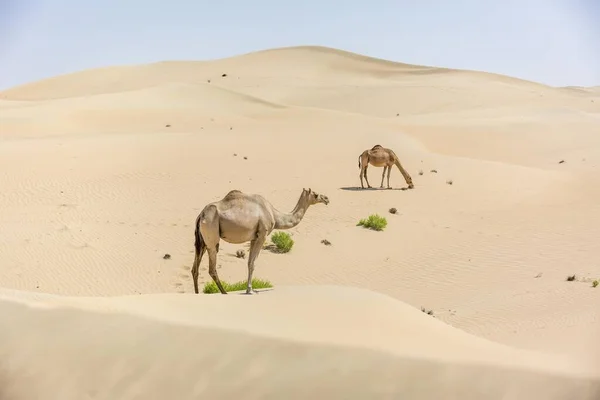 Dromedaries Camelus Dromedarius Sand Dunes Rub Khali Desert United Arab — Fotografia de Stock