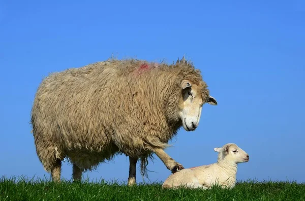 Domestic Sheep Ovis Aries Gmelini Lamb Westerhever California Germany Europe — 图库照片