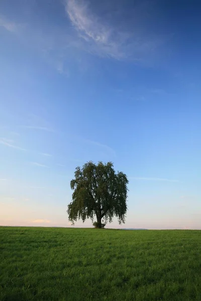 Tree Summer Setting Dusk Altnau Thurgau Switzerland Europe — Stock Fotó