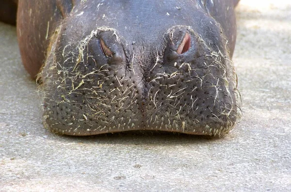 Chlupatý Rypák Hrocha Zoologické Zahradě Valencie Španělsko Europa Evropa — Stock fotografie