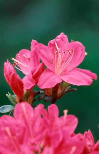 Azalea Flowers Close View Summer Concept — Stock Photo, Image