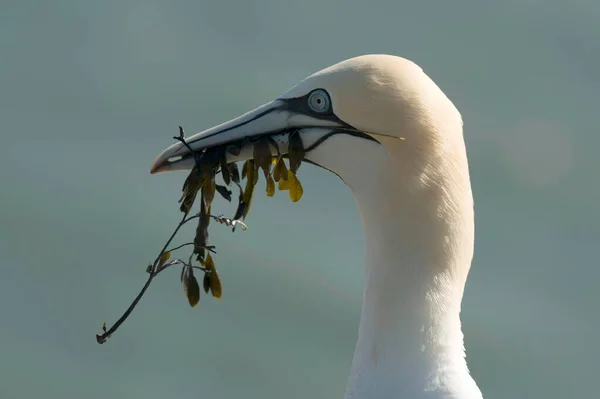 Northern Gannet Nesting Material Its Beak Animal Portrait Breeding Season — Stock Photo, Image