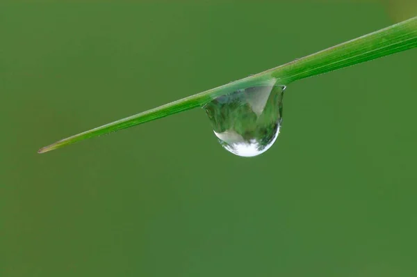 Drop Water Blade Grass — Zdjęcie stockowe