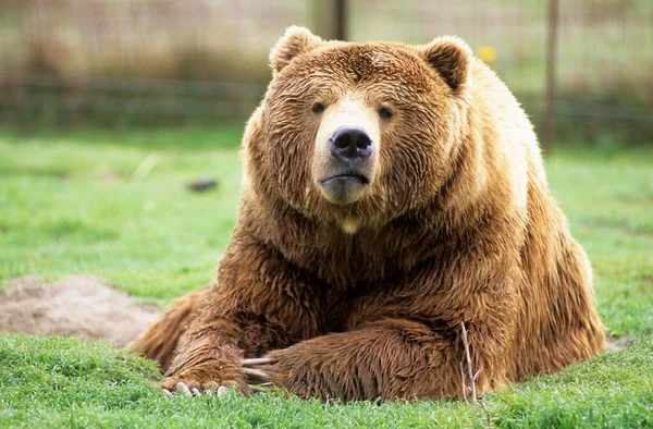 Втомлений Коричневий Ведмідь Або Грізлі Лежать Лузі — стокове фото