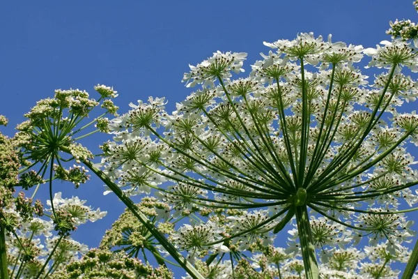 Blooming Giant Hogweed Flowers Close View Summer Concept — Stock Photo, Image