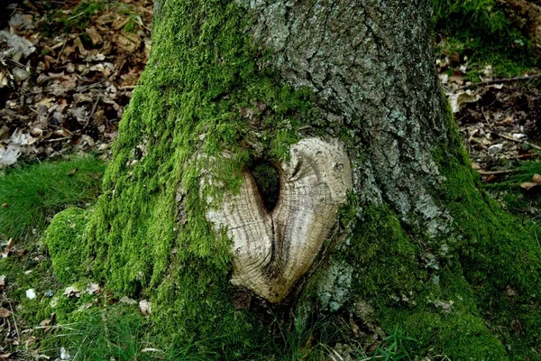 Heart Oak Taunus Hessen Germany — Φωτογραφία Αρχείου