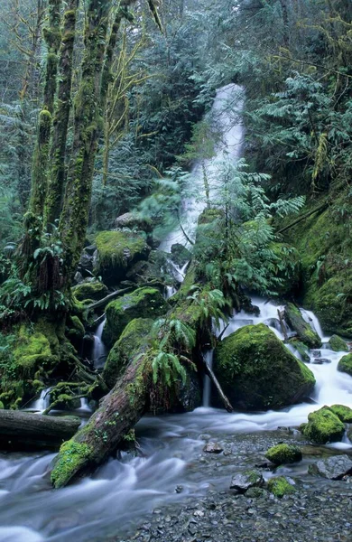 Waterfall Olympic Peninsula Washington State Usa North America — ストック写真