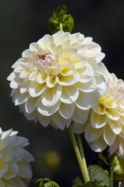 Dahlia Flowers Close View Summer Concept — Stock Photo, Image