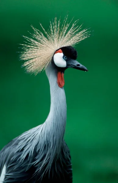 Gru Incoronata Balearica Pavonina Regulorum — Foto Stock