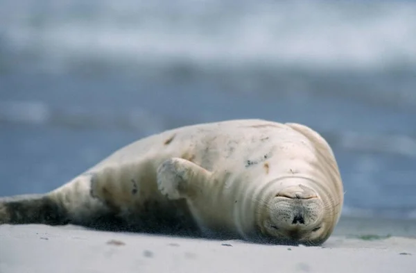 Common Seal Helgoland Germany Phoca Vitulina — 图库照片