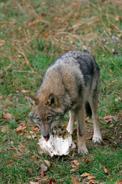 Gray wolf (Canis lupus) with skull bone
