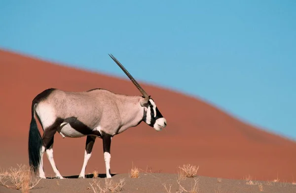 Oryx Oryx Gazella Sossusvlei Namib Naukluft Park Namibia Africa — Stock Photo, Image