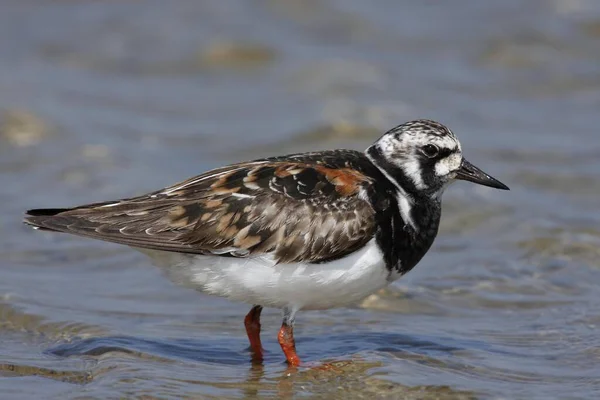 Ruddy Turnstone Breeding Operage East Frisian Islands East Frisia Lower — стоковое фото